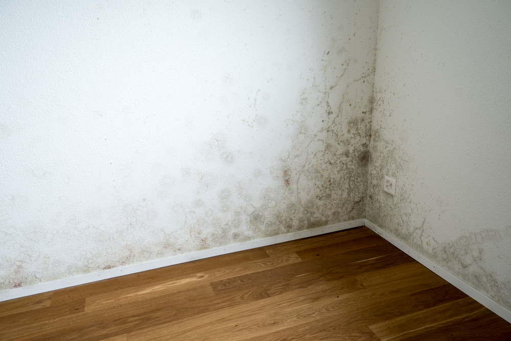 Image of moldy wall